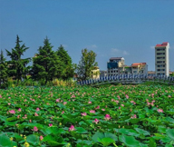 قالیشویی در لنگرود